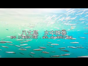 ベイト乱舞！八丈島水中映像｜八重根港 内湾、底土 磯場｜4K動画