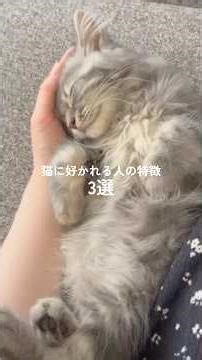 猫に好かれる人の特徴3選 #猫のいる暮らし #猫 #マンチカン
