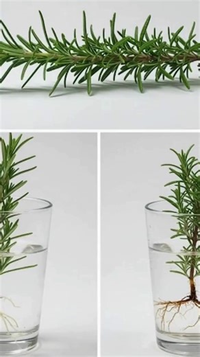 How to Cultivate a Fragrant Rosemary Hedge and 10 Reasons Why It’s Worth Growing | Gardening Tips and Tricks