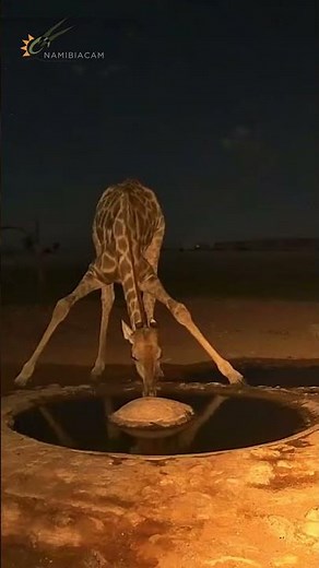 Wait for It… Giraffe at the Waterhole 👀