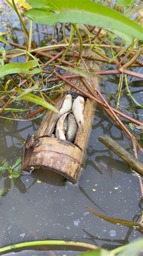 Rare primitive fishing | Fishing & Village Tradition