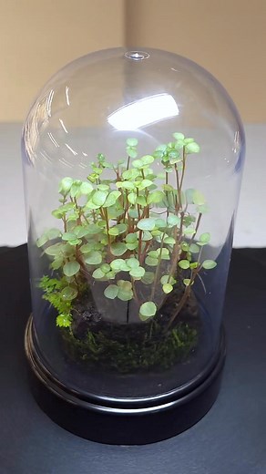 Proof that beauty can be simple and inexpensive! This fun little terrarium was created in a Dollar Store cloche. It uses just a few essential components: rocks glued for stability, live moss, silver sparkles (Pilea glauca) cuttings, and spike moss (Selaginella kraussiana) cuttings. An easy, low-maintenance way to enjoy a bit of green indoors. | The Peace of Nature Project