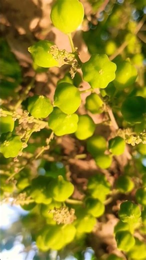 ଦେଶି ଅଁଳାକୁ ନେଇ ଚିନ୍ତାରେ 😲😭 #𒆜foryou ‪@namitaskitchengarden9693‬