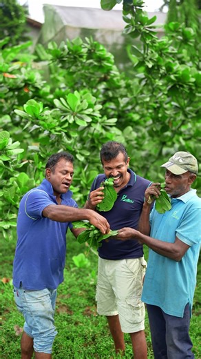 spicy and kottamba 🤤🔥