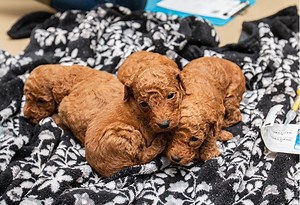 ARL Iowa, Boone County Sheriff rescued nearly 100 dogs from apparent puppy mill