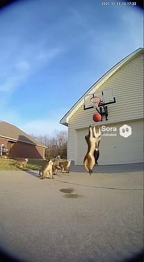 Is this the NBA or the jungle league?! 🐒💀 #funnyshorts #animals #monkeys