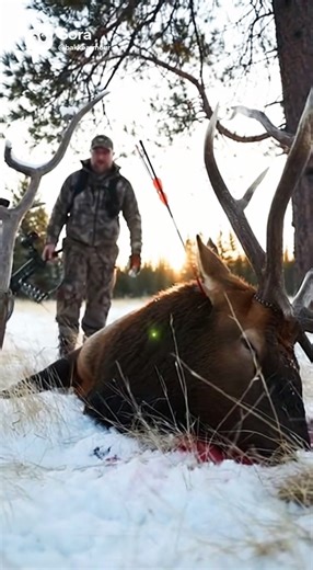 Elk Hunting #outdoors #bowhunting #elk