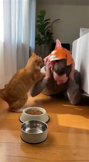 😂🐾 Cat vs. human: who will win the battle? #funny #shortviral #catshorts