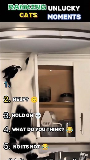 funniest cats fails moments 😂😂😂 #cat