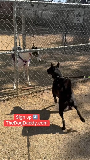 2.9K views · 772 reactions | Your opportunity to train one on one with The Dog Daddy like never before! Full training courses tailored for you and your dogs just address your unique training needs and wants. | The Dog Daddy | Facebook