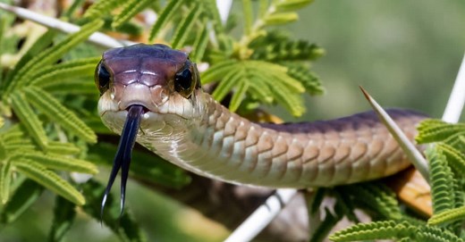 Boomslang vs Spotted Bush Snake: What are the Differences?