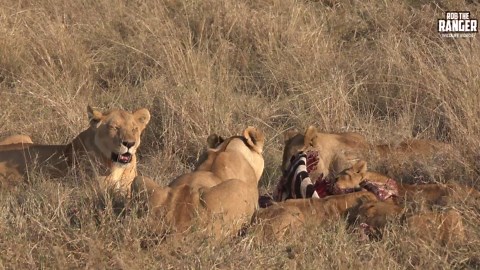 Elephants Displaying Social Hierarchy Within Herd