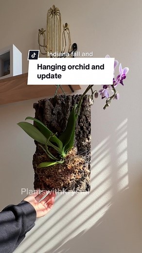 PlantswithKrystal on TikTok