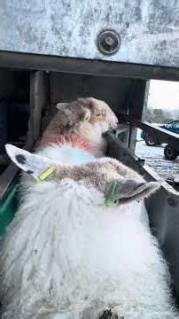 Sheep pregnancy scanning the first flock #farmingtraditions #agriculture #sheepfarmer #sheep