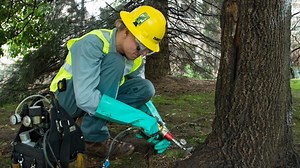 When a tree suffers from a serious pest or disease infestation, tree injections can help provide fast delivery and response. In this video, we explain the science behind how injections help your tree and how to spot signs of a tree in distress. | The Davey Tree Expert Company