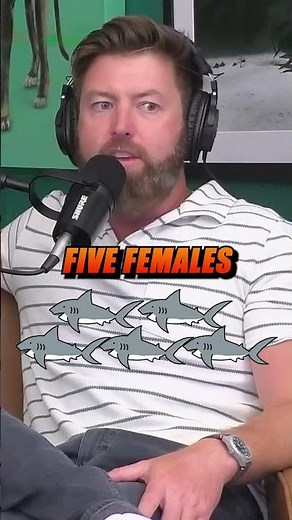 "Extinct" shark found after 50 years! 🦈 #fyp #extinct #shark