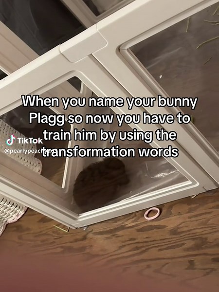 And he acts just like Plagg from MLB #fyp #bunny #miraculous #catnoir #plagg