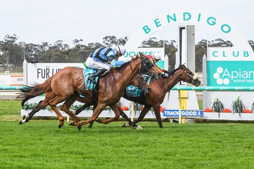 Bendigo Cup 2026 Field, Tips, Betting Odds, Results