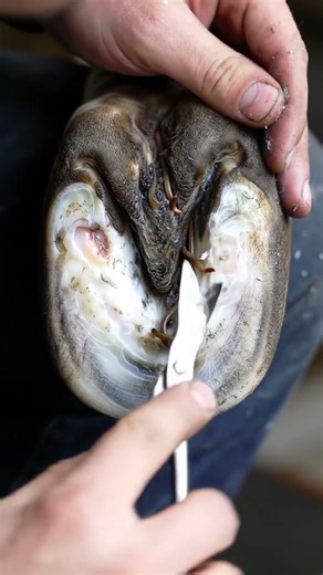 "Shocking Discovery: Worms in Cow Hooves!" #asmr #hoof