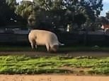 Giant pig goes on rampage through rural town