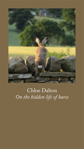 In ‘Raising Hare’, Chloe Dalton says she often struggled with her decision to remove the leveret from the path that day, and she was determined that it should retain its wildness. The hare was loved, but more importantly, it was free. Dalton never named the leveret, nor assigned it a gender, and after the first few days it was always free to roam. Here Chloe Dalton speaks movingly about how important it was to her that the hare remained untamed, and how she consciously and carefully refrained fr