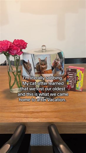 The Trustworthy Cat Sitter You Need