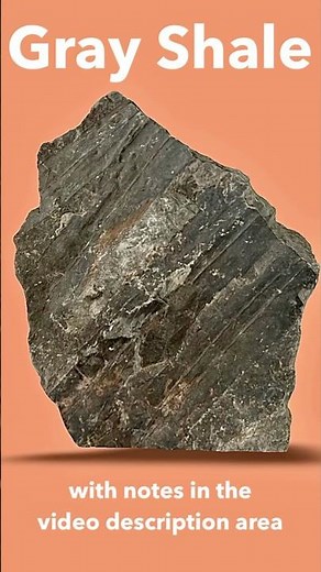 Sedimentary Gray Shale ID’d—with Palm Leaf Fossils