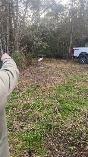 Beagle Hunting Adventures in Georgia