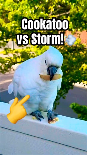 Can Your Pet Do This Cool Trick? #funny #cockatoo #tricks 🤣 #parrot #animals #birds