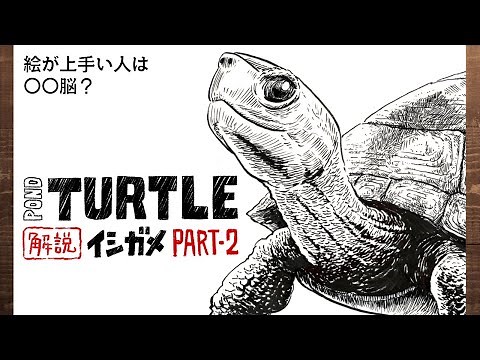 [Animals] How to draw a turtle (Part 2) / Illustration of a turtle