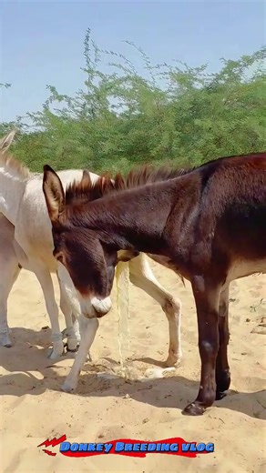 #donkeybreeding #tiktok #viralbreeding #foryou #donkeymeeting