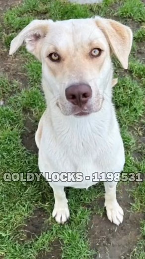 1.5K views · 36 reactions | ADOPT - 3951 Fruitvale Avenue / Mon-Sat 10a-4p, Wed 2p-7p FOSTER - dogfoster@kerncounty.com / 661-868-7130 RESCUE - rescue@kerncounty.com / 661-549-4355 QUESTIONS - animalservices@kerncounty.com / 661-868-7120 *If you do not live locally, you can adopt over the phone. #AdoptDontShop #Foster #Rescue #Advocate #Dogs #Pets #Animals #Shelter | Kern County Animal Services | Facebook