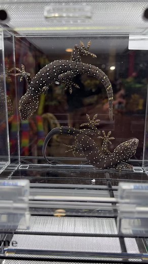 HerpTime on Instagram: "A true show stopper, the starry night tokay gecko (Gekko pradapdao) is a great example of how beautiful contrast can be. This is a newly discovered species from an extremely tiny range in Thailand that has yet to be established in the reptile trade. This is another project I will be working on, as I’ve obtained a large group. Establishing a captive group is important for any species, but especially the ones that are so rare and limited. I brought a few pairs to the @repti