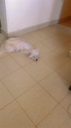 #muyuthesatblegenius #tuesday #zawadiwamuyu #viral #viral