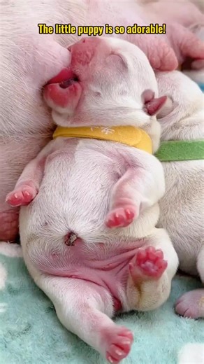 #pet #dog #cub #fyp #foryou #littlepuppy #love