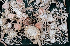 Scientists have more evidence to explain why billions of crabs vanished around Alaska
