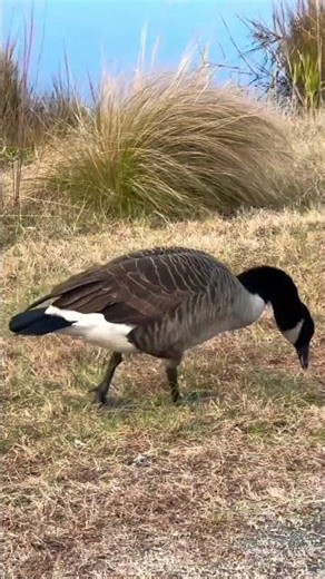 Canadian Goose Eating by the Water! #canadiangeese #geese #goose #birdwatch #birdwatching #birds