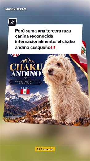 Perú suma una tercera raza canina reconocida internacionalmente: el chaku andino cusqueño🇵🇪 #chakuandino #perros #peru #noticiasperu #animallover