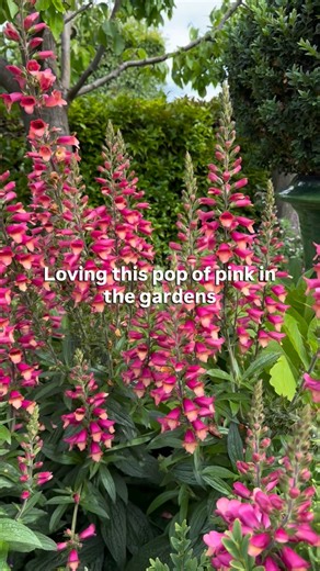POP OF PINK - I love using pink flowers in the gardens I design…. They’re so bright & happy & always cause a stir and a second look. Here are a handful of gorgeous plants happily flowering away right now. Digiplexis, gladiolus, salvia & penstemon #andrewstarkgardendesign #andrewstarkgardens #andrewstarkperennials | Andrew Stark. Garden Design