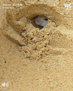 Tiny Mouse peeking from hole
