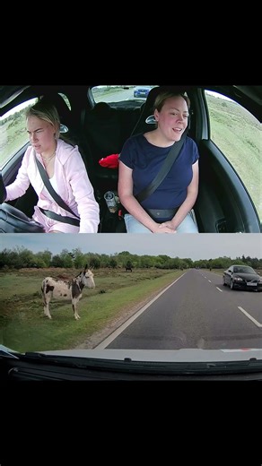 Donkey is keeping everyone on their toes!