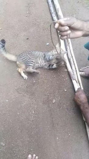 this cat died accident