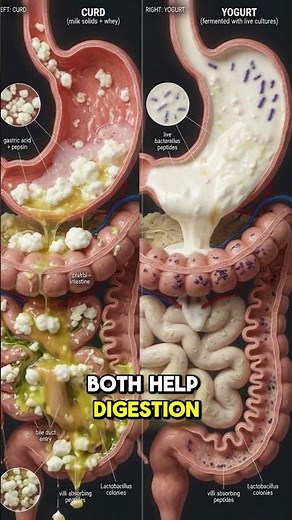 Yogurt vs Curd — What Happens Inside Your Body? 🥣🦠#nutrition #facts
