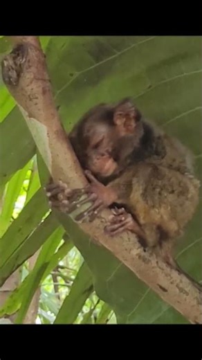 World's Smallest MONKEY TARSIER #shortsfeed #shorts #monkey #cute