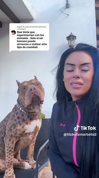 Replying to @alessandraherreramx #perrato #lilzbullz #gatorro