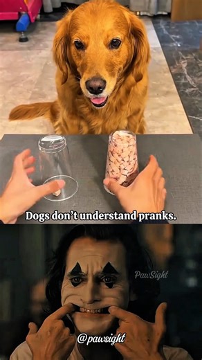 He Chose the Bigger Meal… But There Was Nothing Ther #algorithm #viral #dog