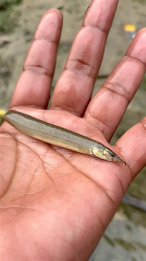 🤓This Fish Turns Fishing Into a Challenge This fish turns fishing into a challenge! #short #viral...