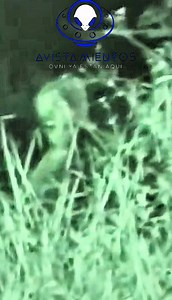 🚨Extraña criatura escondido entre los arbustos 😱👽 #viralreelsシ #MisterioEspacial #archivosclasificados #new #enigma #MisteriosReales #UAP #MisteriosOcultos #NUEVO #BreakingNews #alien #gris #extraterrestres #criaturas | Avistamientos ovni "ya están aqui''