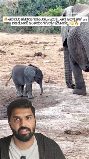 Baby Elephant Can’t Control Its Trunk 😳 40,000 Muscles But No Control! 🐘#shorts #wildlife