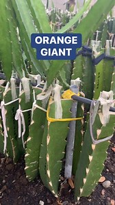 Victoria Farm on Reels